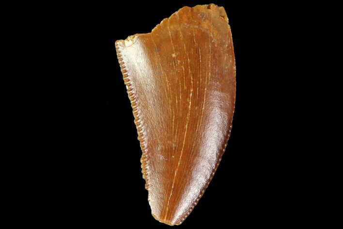 Serrated, Raptor Tooth - Real Dinosaur Tooth #85246